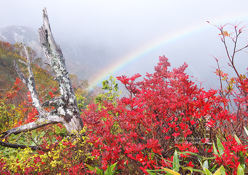 ドウダンツツジの紅葉と虹