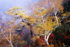 秋色の樹々