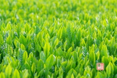 狭山茶畑　reiwa040506-023.jpg