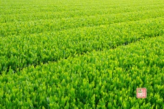 狭山茶畑　reiwa040506-025.jpg