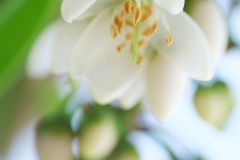榊の花　reiwa060605-011.jpg