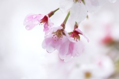 雨上がりの桜　reiwa070403-015_3