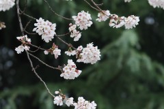 桜　reiwa070403-024