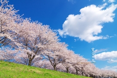 花見撮り　桜