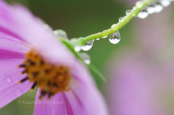 秋桜と秋雨（d20150907-011）