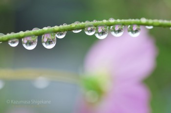 秋桜と秋雨（d20150907-017）