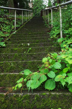 鬼無里 白髯神社 参道（d20150907-055）