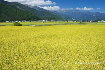 白馬村の稲田（d20150922-303）