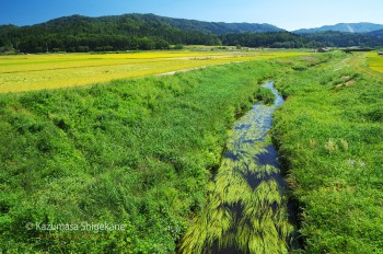 姫川と田園風景・白馬村神城（d20150922-595）