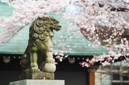 所澤神明社の桜 d20160331-160