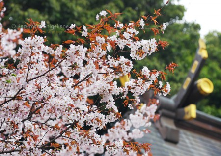 北野天神社 d20160401-038