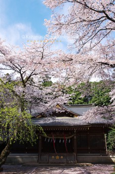 北野天神社 d20160406-013