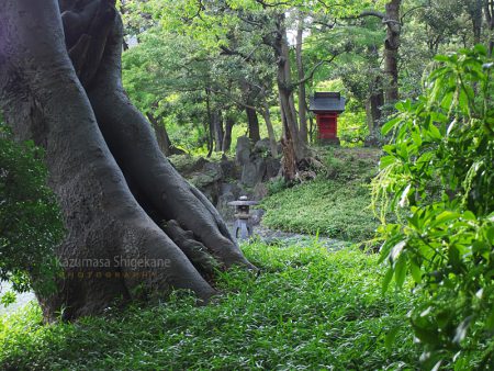 小石川後楽園 蓬菜島