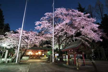 北野天神社の夜桜