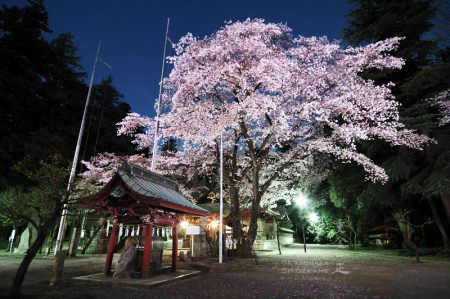 北野天神社の夜桜