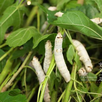 お蚕さま、桑の葉お食事中・所沢市北野南の養蚕農家
