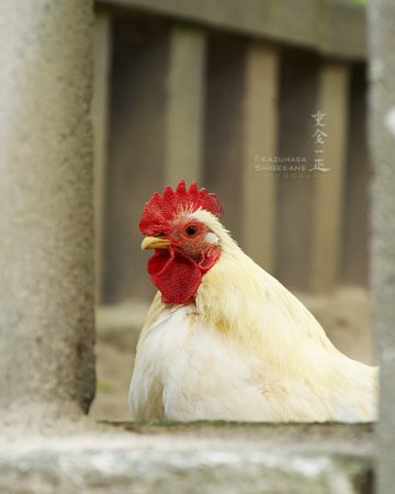 穂高神社の鶏