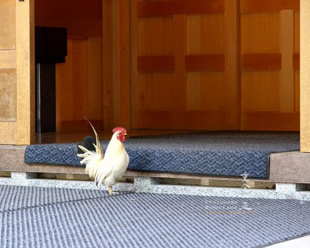 穂高神社の鶏