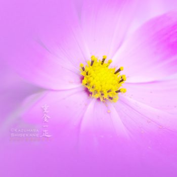 秋桜