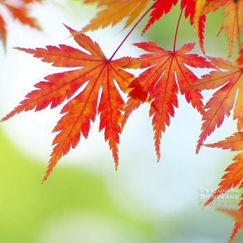 所澤神明社 境内の紅葉