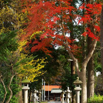 北野天神社　西参道の紅葉