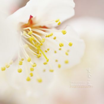 梅の花