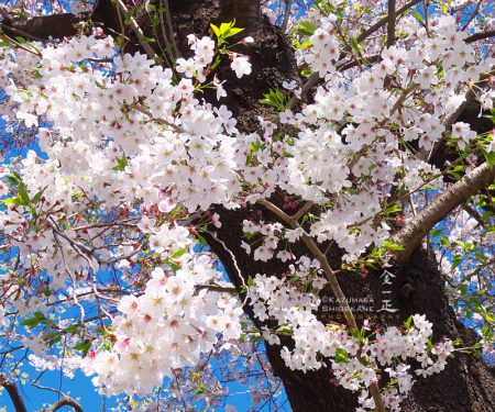 澤田泉山寺子屋跡の桜