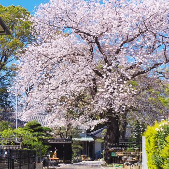 澤田泉山寺子屋跡の桜