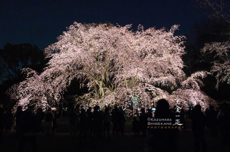 六義園　枝垂桜