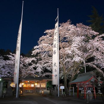北野天神社　夜桜あかり