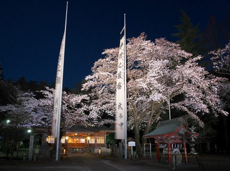 北野天神社　夜桜あかり