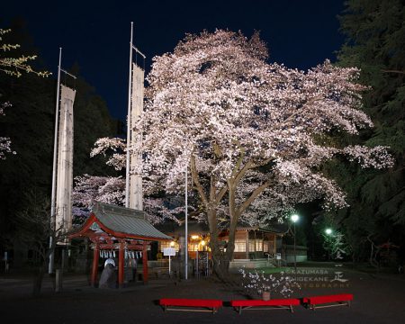 北野天神社　夜桜あかり　