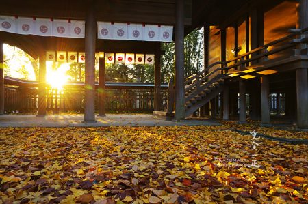 所澤神明社　ご本殿に夕日と銀杏の葉