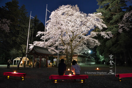 北野天神社 夜桜あかり 